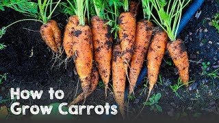 How to Grow Carrots from Seed to Harvest [upl. by Bivins]