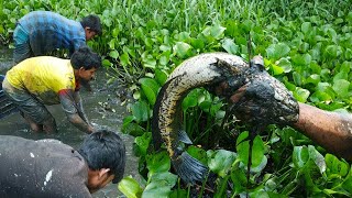 Best Hand FishingBig Fish Hunting in the Natural Beautiful Canal Traditional Fishing in Bangladesh [upl. by Rafaelia613]