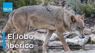 El LOBO IBÉRICO características de un DEPREDADOR social [upl. by Maureene]