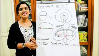 FOLDING OF THE EMBRYODEVELOPMENT OF THE GITPART 1DR ROSE JOSE MD [upl. by Finah]