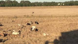 Wedge Tail Eagle [upl. by Haggai]