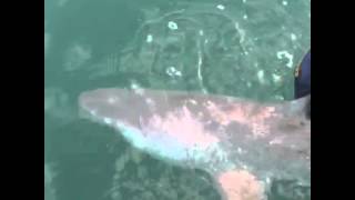 Goliath Grouper Eats Shark [upl. by Durward]