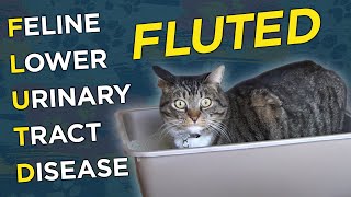 Feline Lower Urinary Tract Disease FLUTD  VetVid Episode 008 [upl. by Ecydnarb]