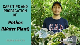 PROPAGATING AND TAKING CARE OF POTHOS WATER PLANT [upl. by Lucita]