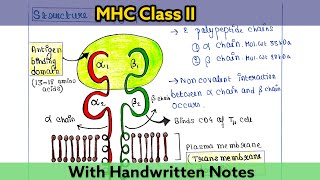 Major Histocompatibility Complex MHC Class II  Structure  Function  Immunology Lecture 25 [upl. by Adnauqaj]