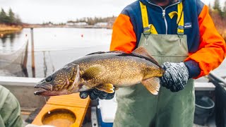 Catching Spawning Walleye Learning About Walleye Biology [upl. by Faux]