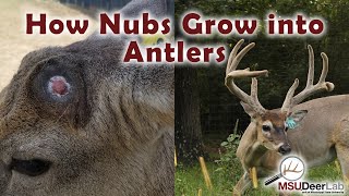 From Nubs To Growing Antlers An Incredible Process [upl. by Jonina]