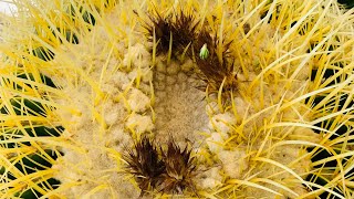 Harvesting Seeds From an ECHINOCACTUS GRUSONII Seed Pod Cacti Propagation [upl. by Akeimat]