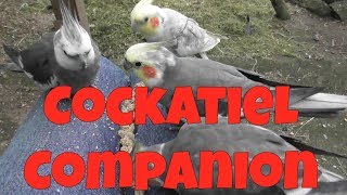 Cockatiel Companion 60 minutes of Entertainment for your Pet Cockatiel [upl. by Kovar456]