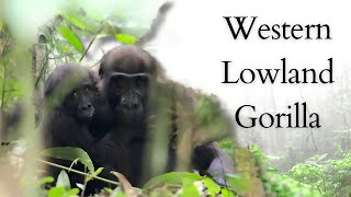 Western Lowland Gorilla in the Wild Gabon Loango National Park [upl. by Rellia]