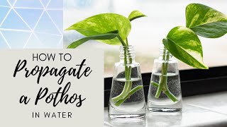 How to Propagate Pothos in Water [upl. by Nwahsed20]