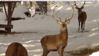 Documentario La neve  Geo e Geo [upl. by Risan]