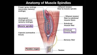 Anatomy amp Physiology of Muscle Spindles [upl. by Ardnoik903]