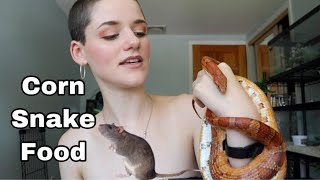 What Do Corn Snakes Eat  Corn Snake Care [upl. by Alyce346]