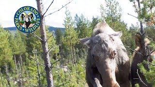 Moose Attacks Are Increasing [upl. by Margreta]