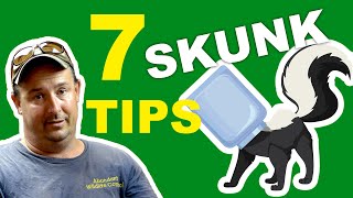 7 SKUNK Repellent and Removal TIPS  updated [upl. by Neville]