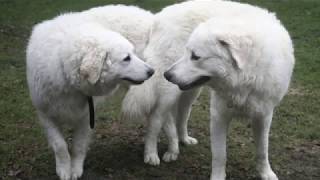 Kuvasz  giant dog breed [upl. by Abehsat280]