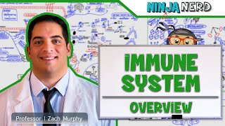 Immunology  Immune System Overview [upl. by Aliuqet995]