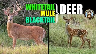 Deer are Awesome  Whitetail Deer  Mule Deer  Blacktail Deer [upl. by Eedyak]