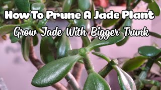 How To Prune And Propagate A Jade Plant  Get Thicker Trunk [upl. by Eniaj]