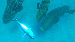 Giant Grouper Eats Inches from Camera  Fishing [upl. by Couq537]