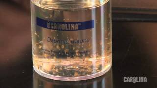 How to Care for Daphnia [upl. by Ahsirk356]