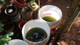 How to grow Green Water Algae [upl. by Sevy]