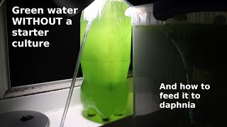 Green Water WITHOUT a Starter Culture  From Scratch  How To [upl. by Philly873]