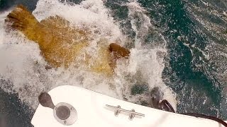 Goliath Grouper Aggressive Feeding MUST SEE [upl. by Ylicic]