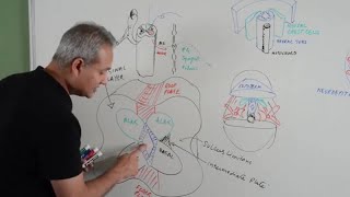 Spinal Cord Development  Embryology [upl. by Notlehs]