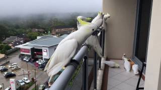 Cockatoos coming from all around to say Good Morning [upl. by Gus]