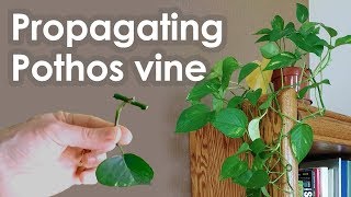 Propagating Pothos Vine Devils Ivy from Cuttings [upl. by Wolford]