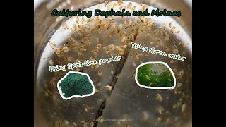 How To Culture Daphnia and Moinas using Green Water Spirulina powder [upl. by Ewall]