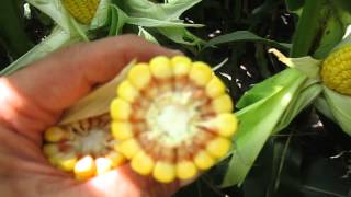 Calculating Corn Bushels per Acre [upl. by Nitsed]