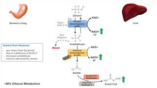 Ethanol Absorption and Metabolism  Alcohol Metabolism Pathway [upl. by Annahsat303]