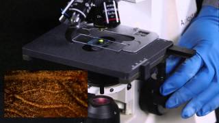 How to use a compound Microscope [upl. by Ahsenek537]