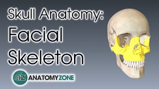 Facial Skeleton  Skull Anatomy [upl. by Einnahc761]