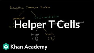 Helper T cells  Immune system physiology  NCLEXRN  Khan Academy [upl. by Cordle]