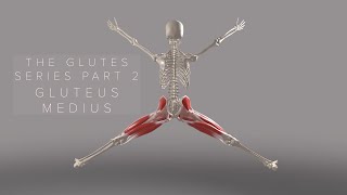 The Glutes Series Part 2 Gluteus Medius 3D Animation [upl. by Trebreh]