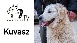 Kuvasz  The tough Hungarian Shepherd breed from the 9th century AD DogCastTV [upl. by Martens522]