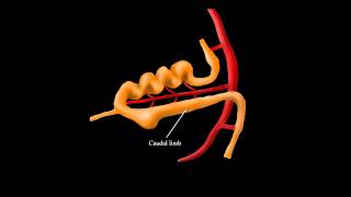 Embryological Rotation of the Midgut [upl. by Bille]