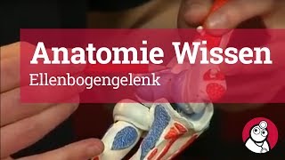 AnatomieWissen Ellenbogengelenk [upl. by Hako]