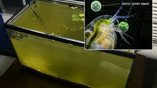 Raising Daphnia for the Freshwater Aquarium [upl. by Wildee]