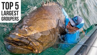 Top 5 Largest Goliath Groupers Caught [upl. by Nawek]