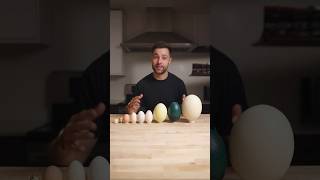 I Cooked the World’s CRAZIEST Eggs [upl. by Yrrek]