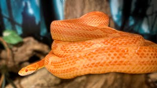 Corn Snake Care [upl. by Church]