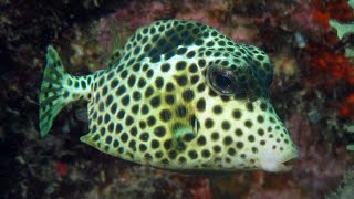 Facts The Spotted Trunkfish [upl. by Jeane501]