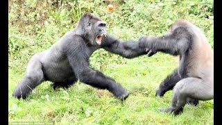 Top 5 Gorilla Fights On Camera  Zoo Fight [upl. by Victoir]