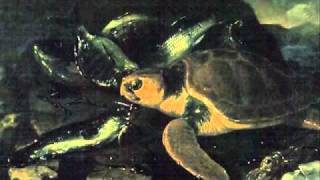 SaintSaens Carnival of the AnimalsTortues Tortoises [upl. by Willner]