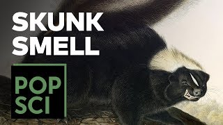 The Science of Why Skunks Smell [upl. by Geneva408]